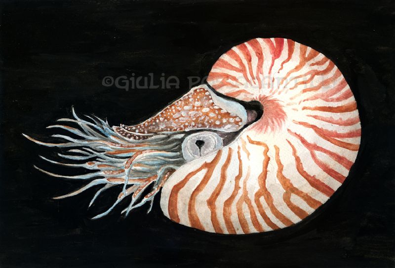 Nautilus